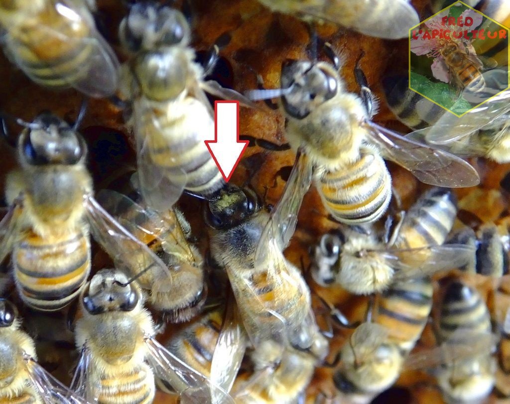 tache pollen tête abeille colza