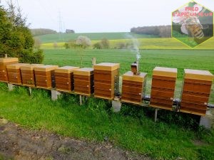 rucher colza