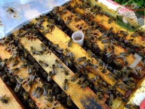 cellule-royale-abeille-mini+-nucleus-introduction