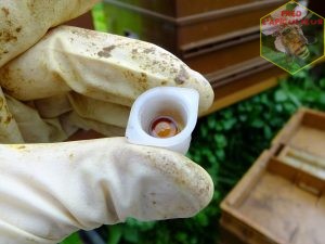 cellule-royale-abeille-mini+-nucleus-introduction