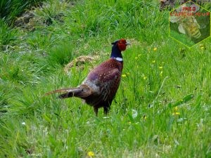 coq faisan