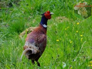 coq faisan