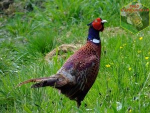 coq faisan