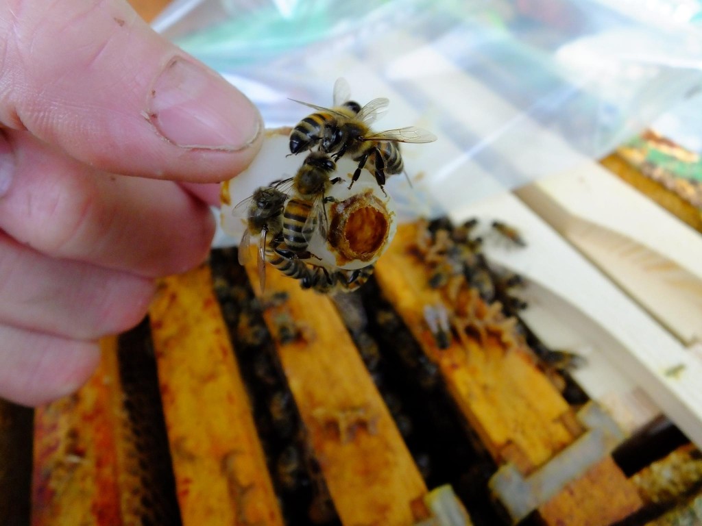 éclosion-reine -abeille-picking