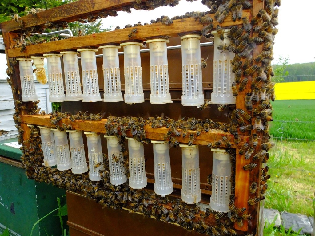 élevage reine abeille bigoudis