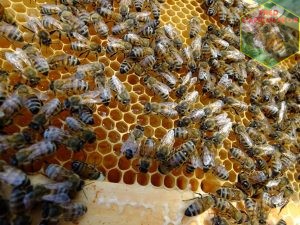 nectar frais de colza dans les ruches