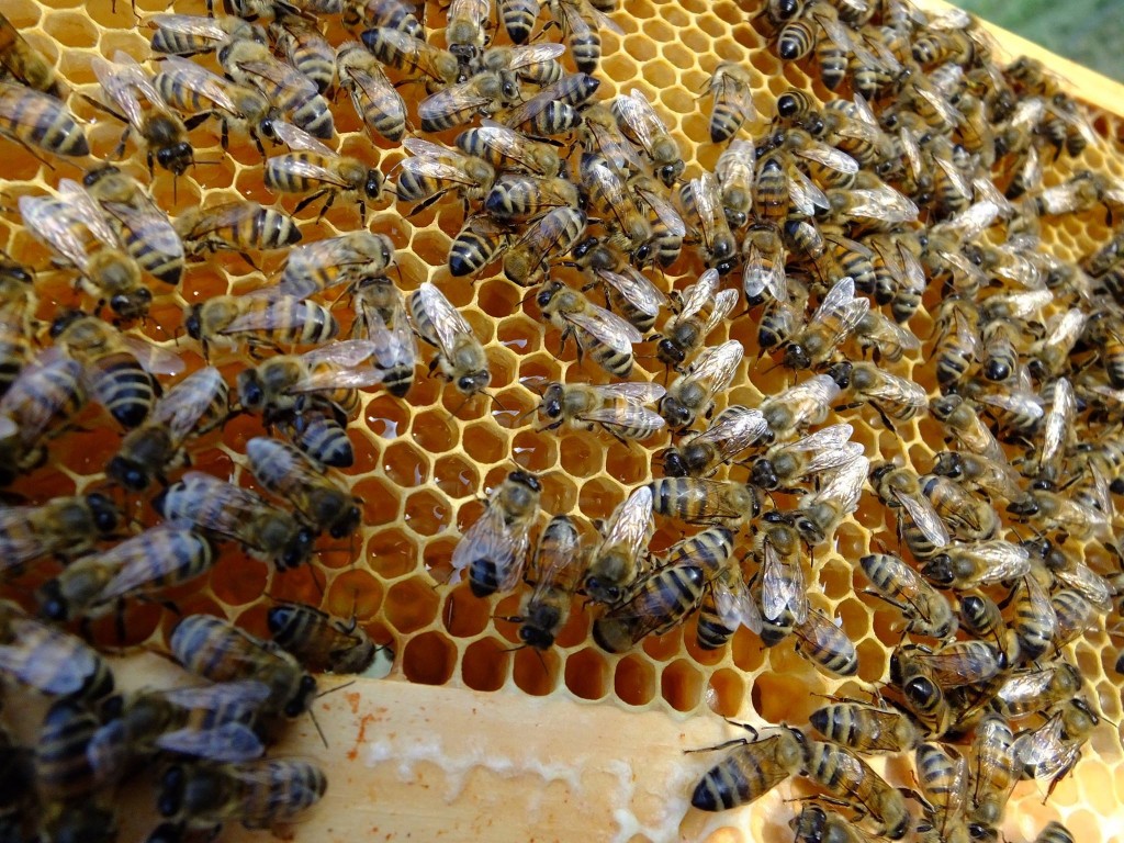 nectar frais de colza dans les ruches
