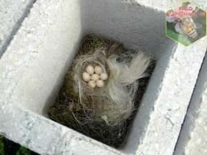 nid de mesange dans un bloc de béton