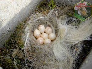 nid de mesange dans un bloc de béton