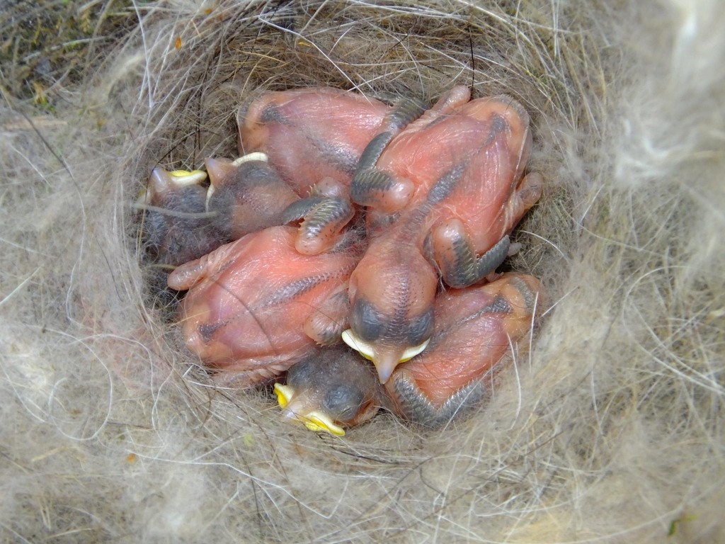 nid-mesange-charbonniere-oisillons