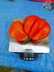 énorme tomate coeur de boeuf
