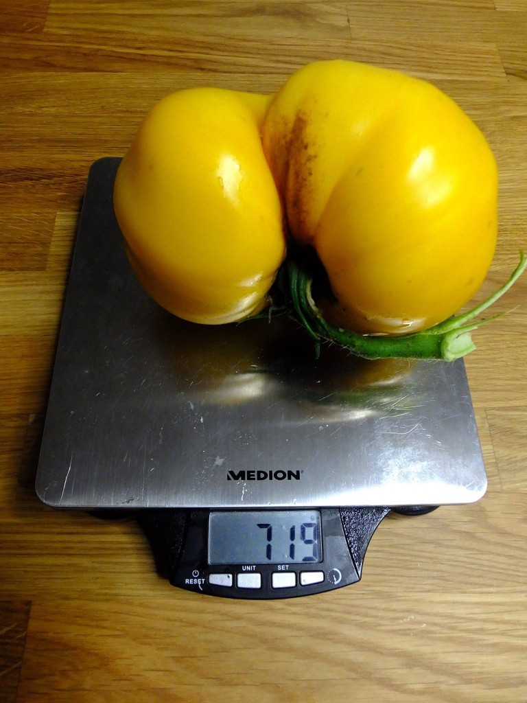 énorme tomate jaune