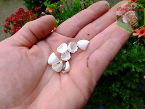coquille d'oeud Delichon hirondelle fenêtre