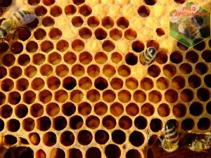 couvain jeune reine abeille