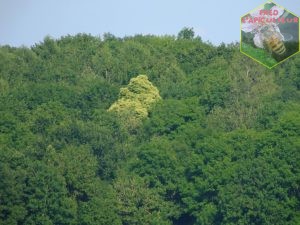 floraison châtaignier forêt