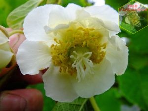 kiwi actinidia fleur