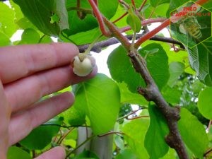 kiwi actinidia fleur