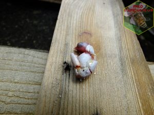 hirondelle de fenêtre: oisillon mort avant l'éclosion