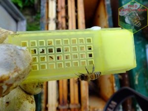 jeune reine abeille cage Nicot introduction