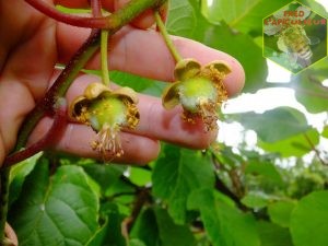 kiwi actinidia en formation, nouaison