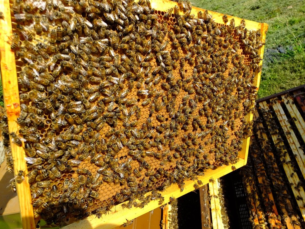beau cadre de couvain abeille