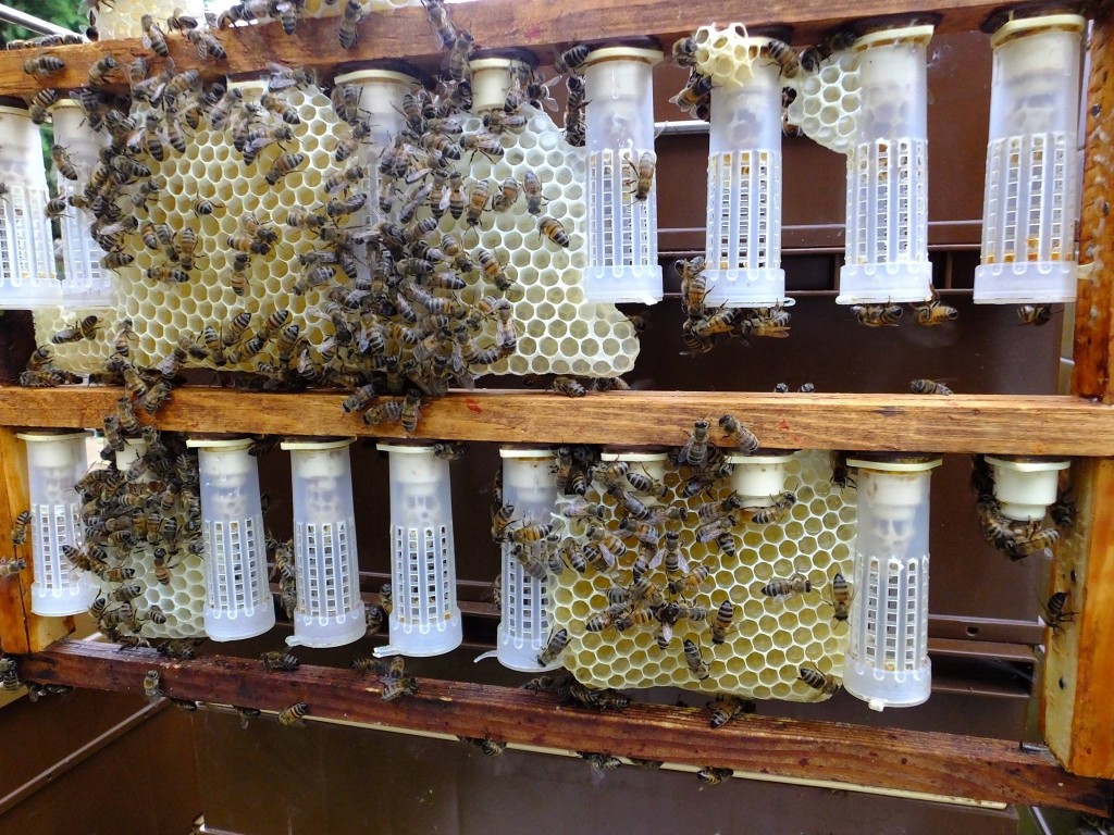 folles bâtisses sur cadre d'élevage de reines abeilles