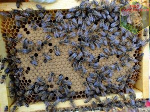 Magnifique superbe et parfait couvain abeille buckfast
