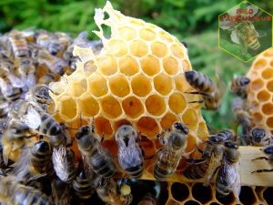 oeufs d'abeille