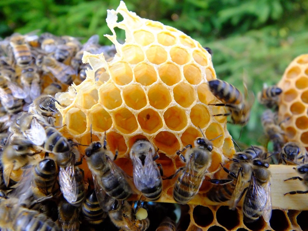 oeufs d'abeille