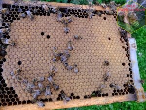 Magnifique superbe et parfait couvain abeille buckfast