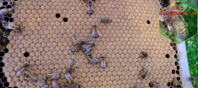 Evaluation et marquage des reines abeilles