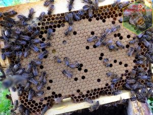 Magnifique superbe et parfait couvain abeille buckfast