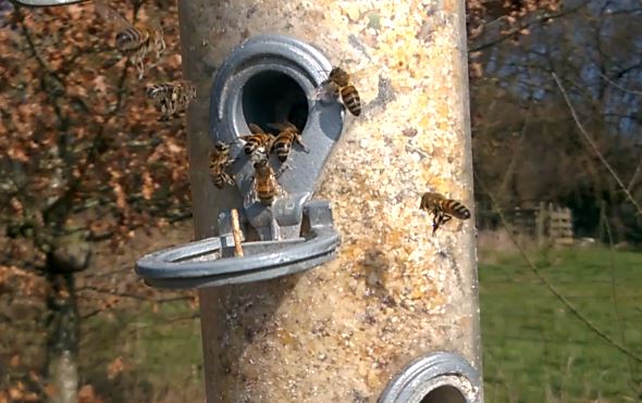 Quand les abeilles se prennent pour des oiseaux!!