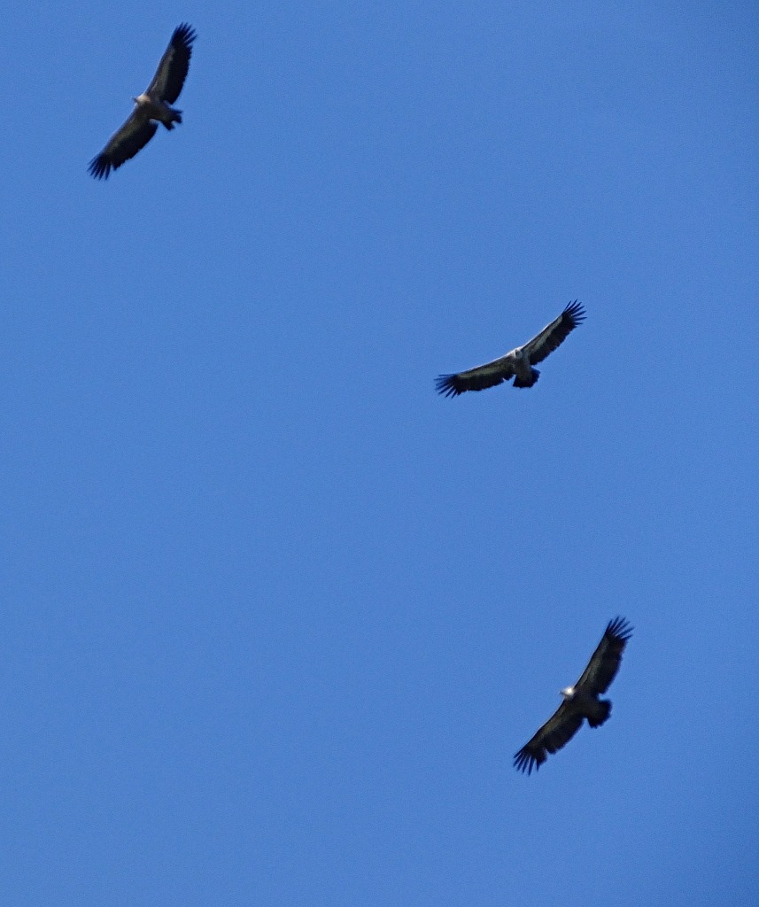 chartreuse vautours fauves