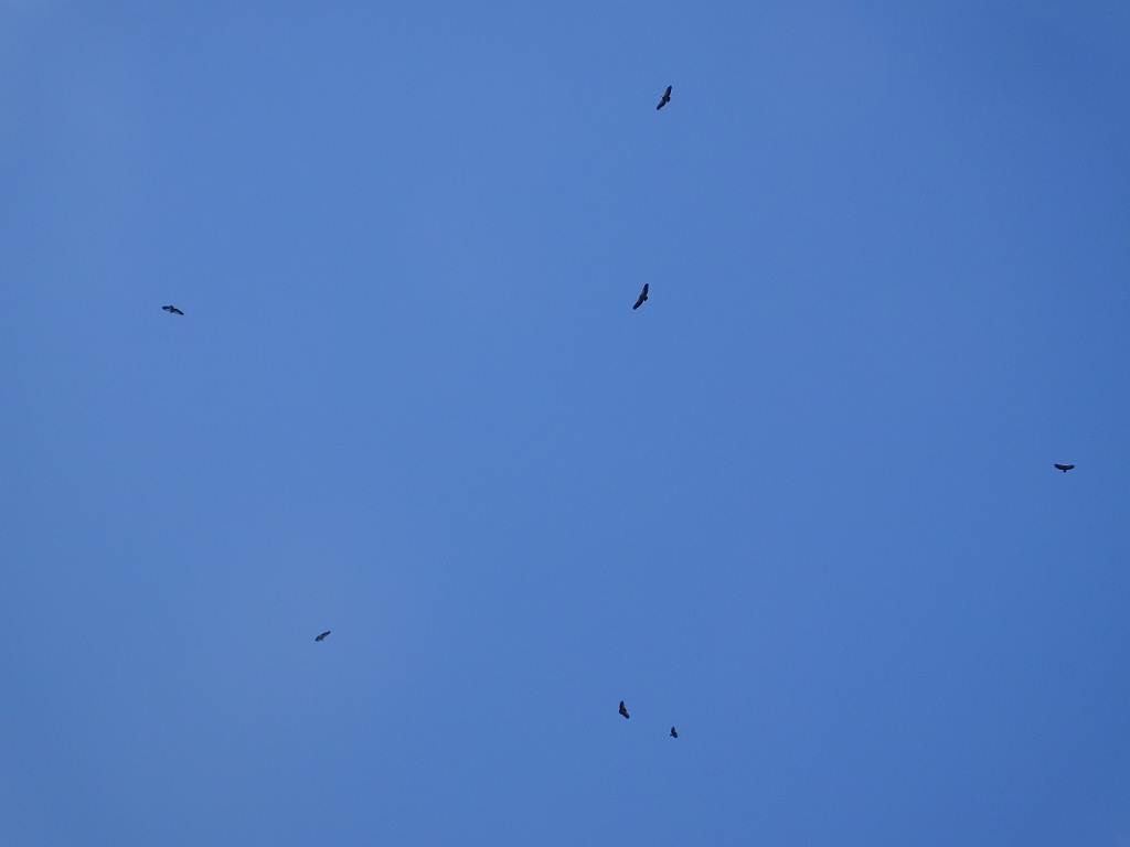 chartreuse vautours fauves