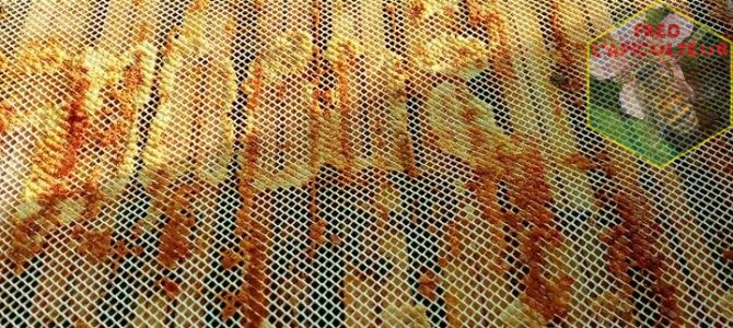 Apiculture: la propolis, médicament de la ruche!