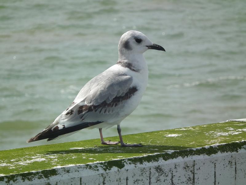 mouette-tridactyle