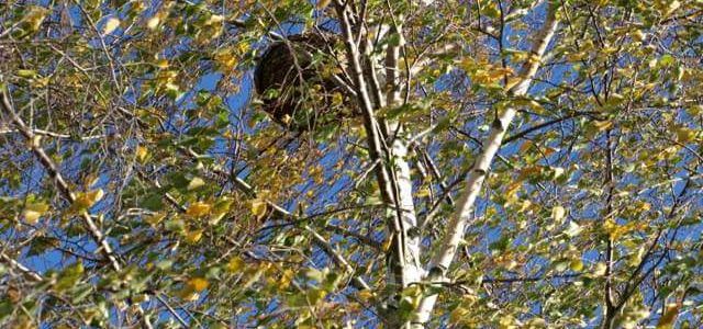 Premier nid de frelon asiatique (Vespa velutina) en Belgique