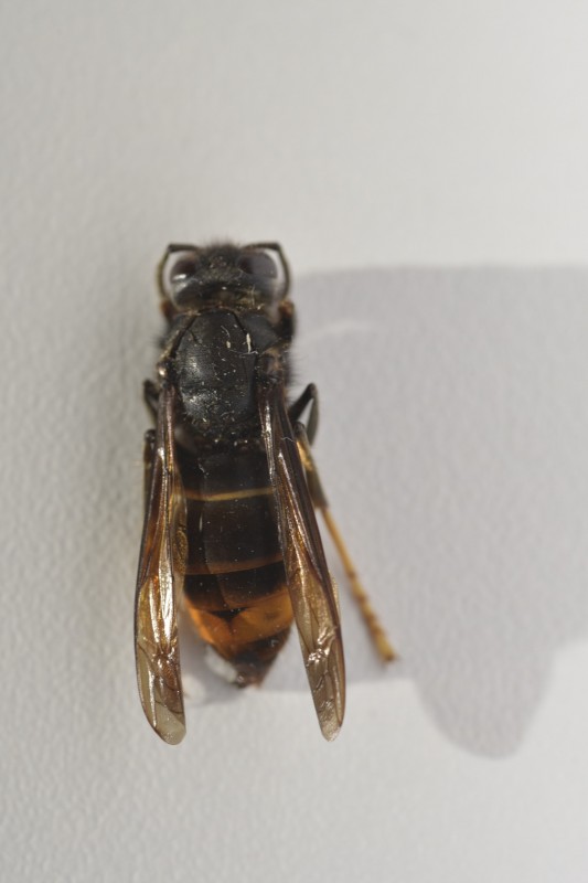 vespa-velutina-belgique