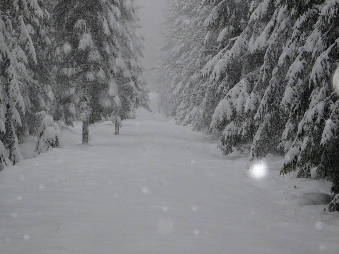 Grosse neige du 14 janvier 2017: Plateau des Tailles (Belgique)