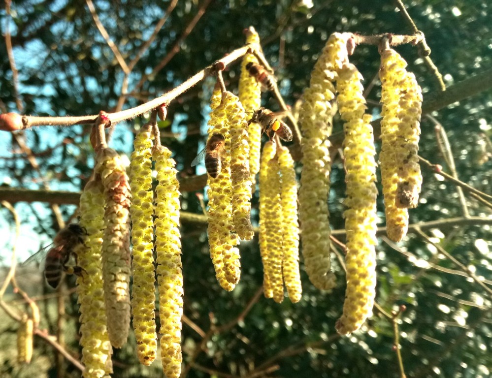 Premiers pollens !