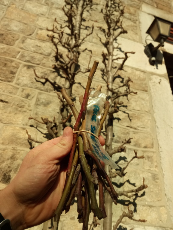 Prélèvement des greffons de fruitiers