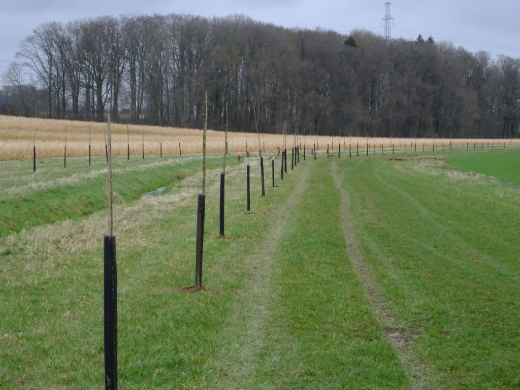 Plantation Natagora à Tinlot (suite)