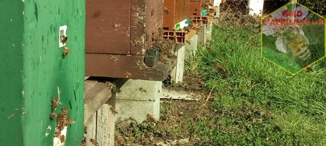 Premières sorties des abeilles 2017