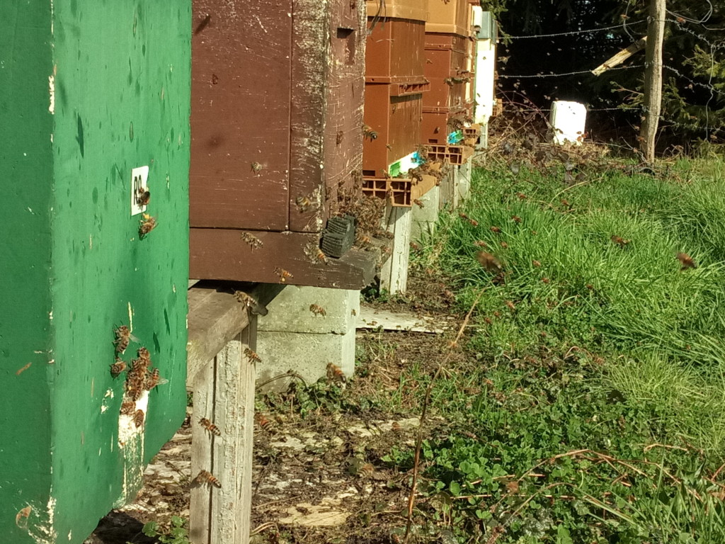 Premières sorties des abeilles 2017