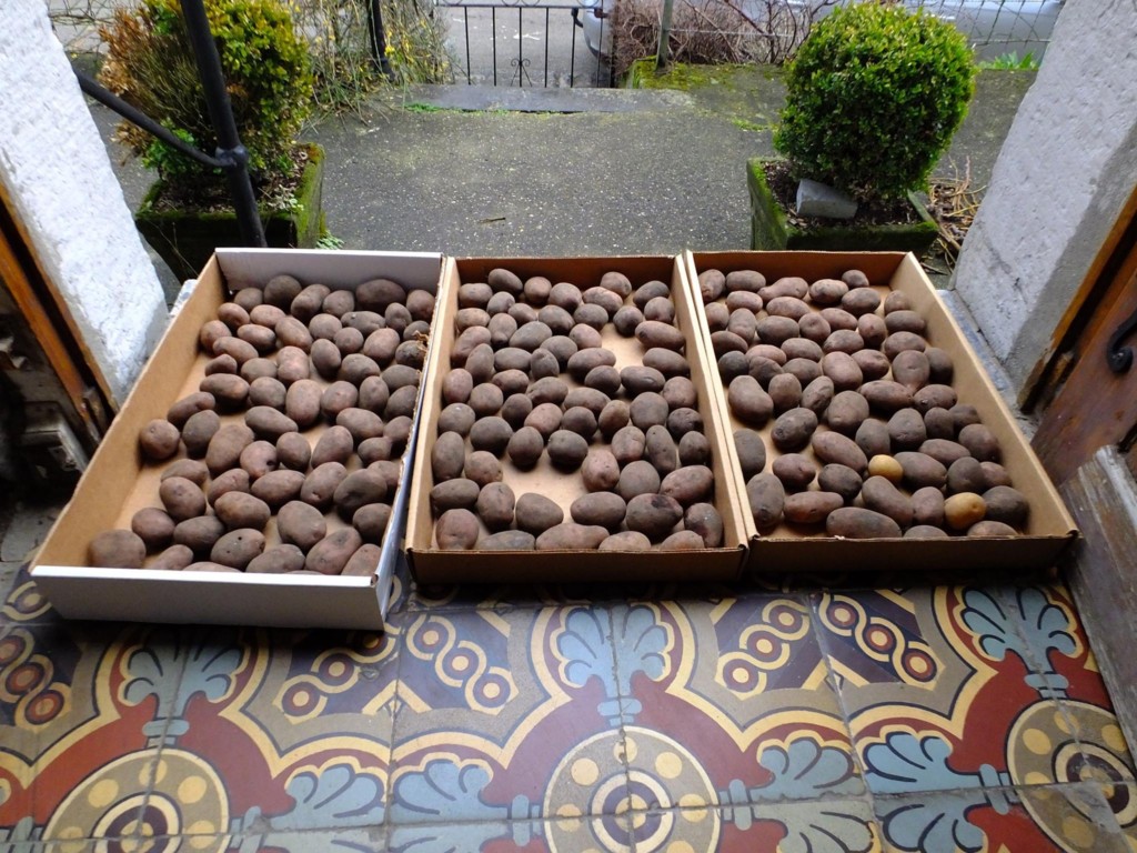 Sarpo Mira et Bionica: test de pommes de terre résistantes au mildiou