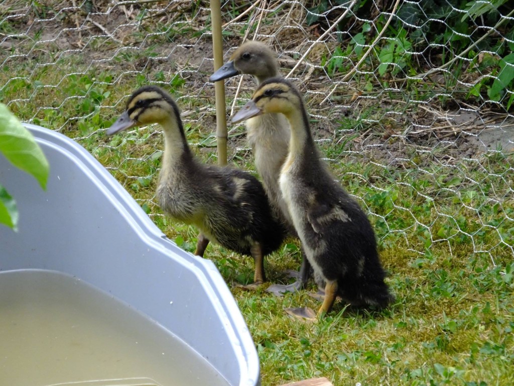 Première sortie et premier bain pour les bébés canards coureurs indiens