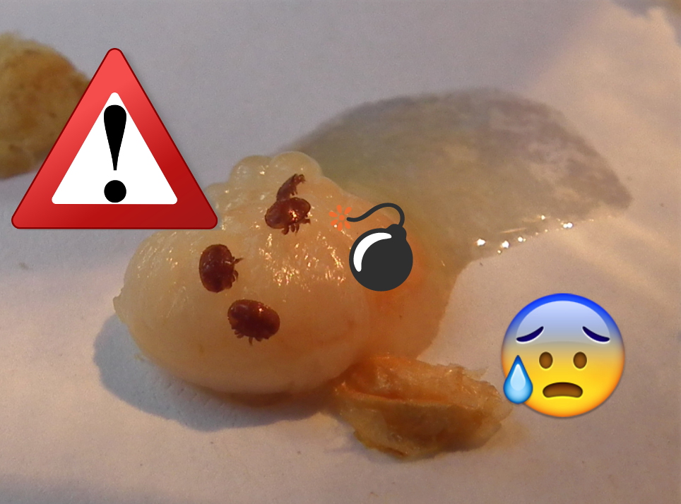 ALERTE VARROA: réinfestations en fin de saison!