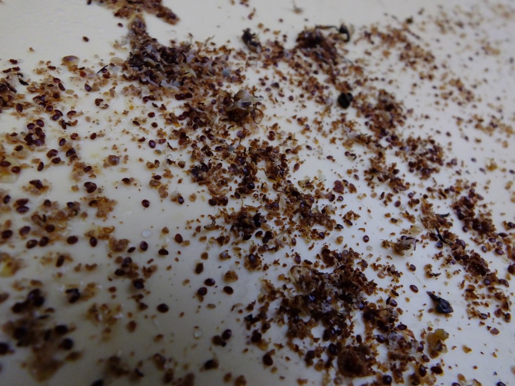 Contrôle des chutes de Varroa après dégouttement à l&rsquo;acide oxalique