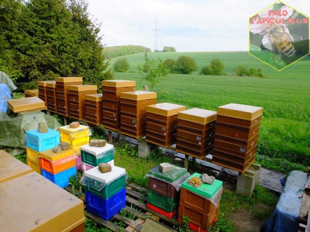 News du rucher